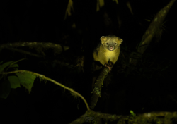 EXCURSION A BOSQUE NUBLADO BELLAVISTA 2D/1N